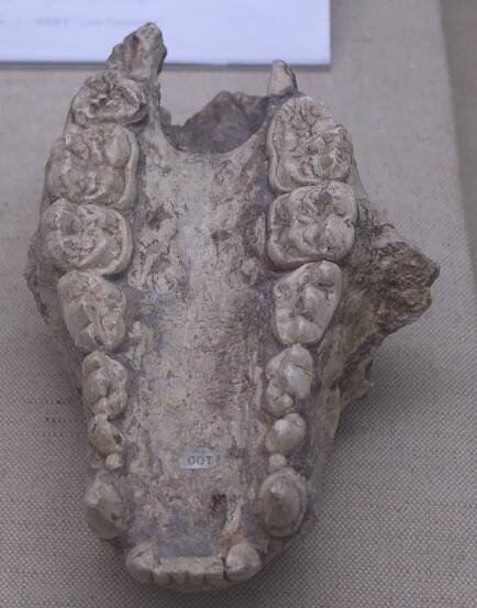 Ailuropoda baconi - Wikipedia