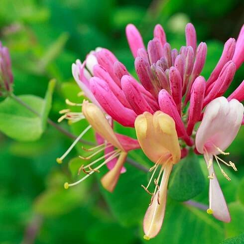 Honeysuckle growing tips: expert advice for this fragrant climbing plant