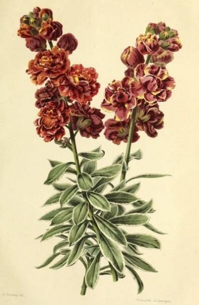 Wallflower