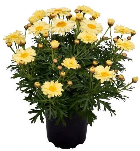 Kopretina kapská Osteospermum, různé druhy, 1 ks, pr. kv. 11 cm
