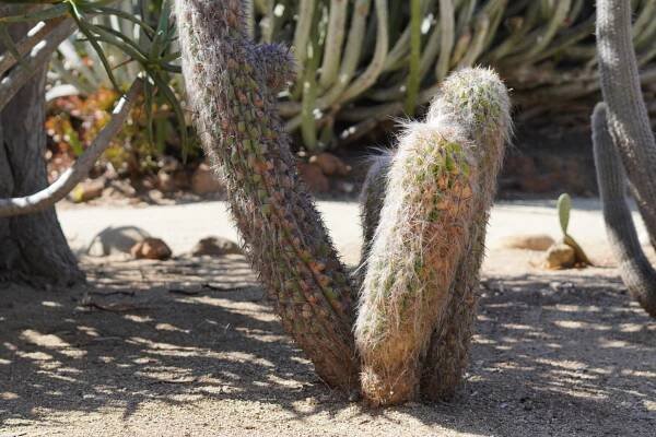Cactus Garden Map | Forever Balboa Park