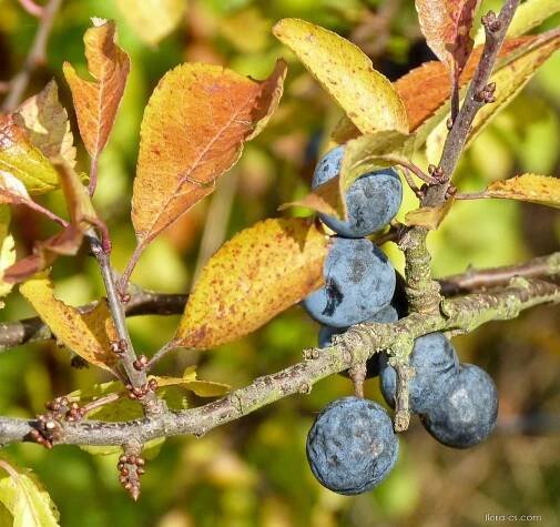 Trnka obecná - Prunus spinosa, plody, plodenství