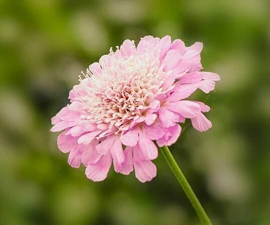 butterfly garden Scabiosa Kudo Pink (&lsquo;Ichpin&rsquo;) in full bloom in summer
