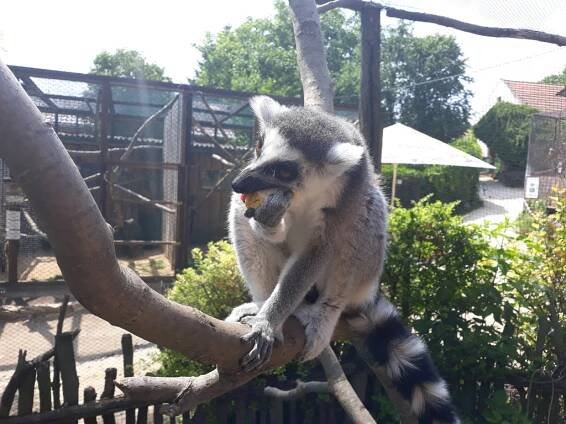 Fotogalerie: Krmiči zvířat v ZOO Zájezd, uživatele Sally - Cestolino.cz