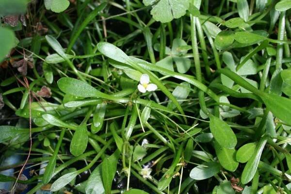 Botanická zahrada - Sagittaria subulata