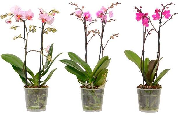 Orchidej Phalaenopsis speciální odrůdy fialová 2výhonková