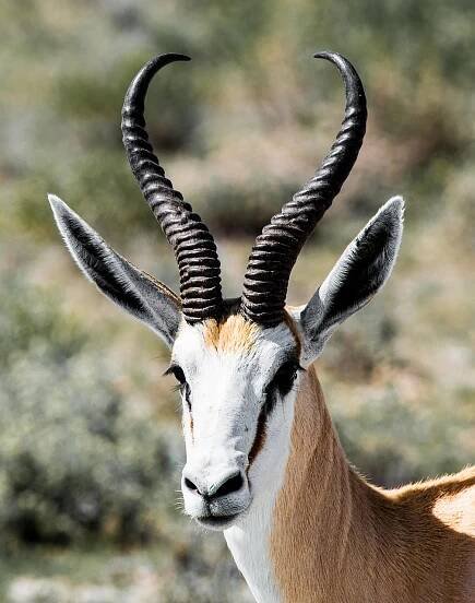 Gazela, Portrét, Rohy, Afrika, Etosha