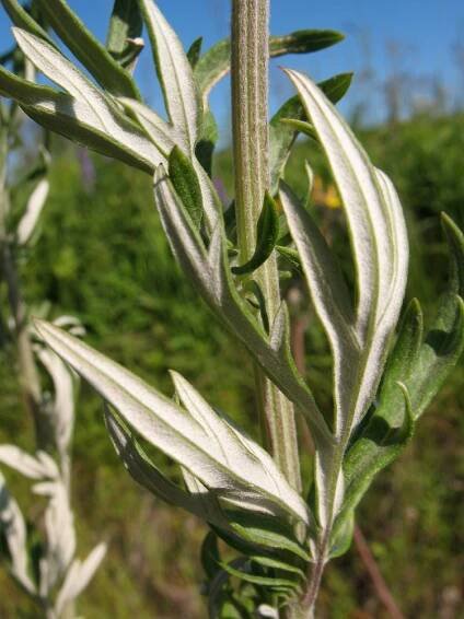 Artemisia vulgaris (common wormwood): Go Botany