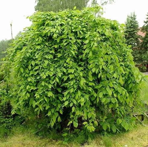 Habr obecný PENDULA – štěpený 120 cm