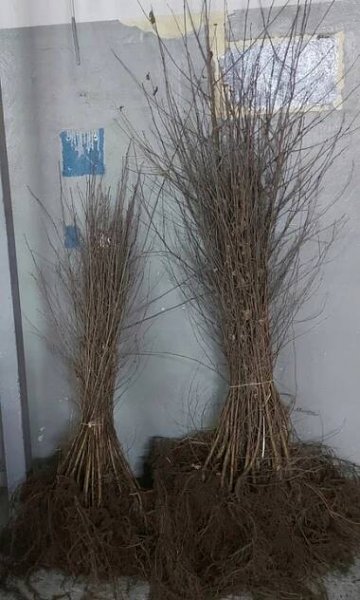 Bříza bradavičnatá sazenice 150-200 cm ŠKOLKOVANÁ !!!