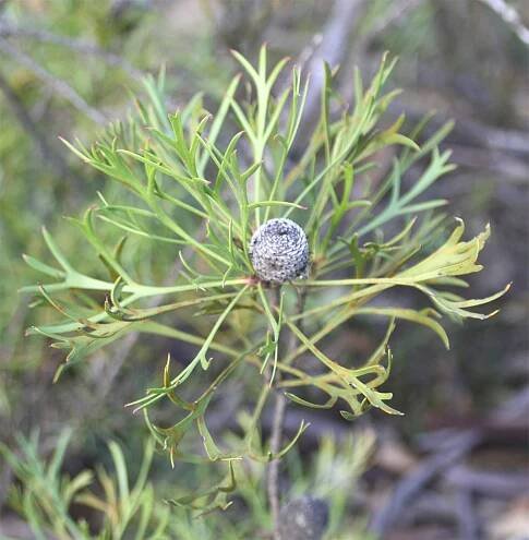 Cone bush - Wikipedia