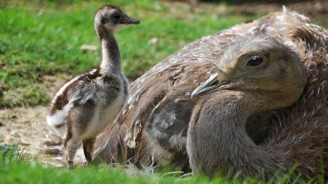 Krmení žiraf | ZOO Zlín