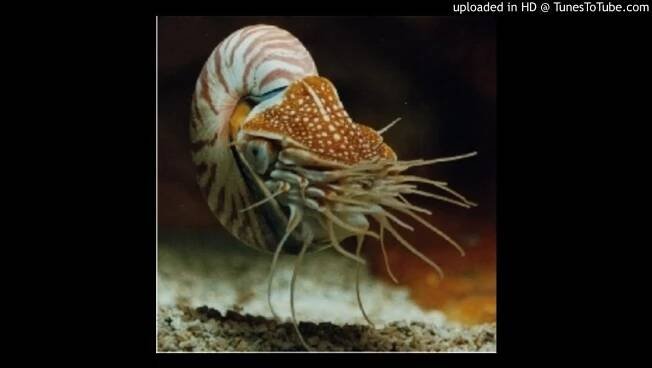 Le nautile, un animal à l'origine de nos sous-marins - D. KRUPKA