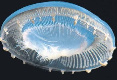 Středozemní moře obsadily medúzy: V Itálii je zkouší jíst