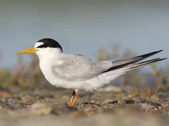 Least Tern - Sternula antillarum - Birds of the World