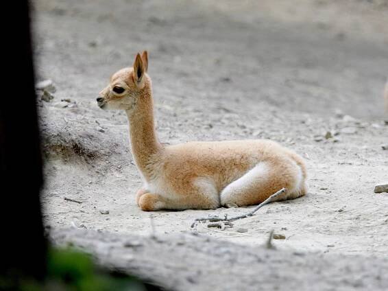 Unikátní odchov: v brněnské zoo se narodila lama vikuňa