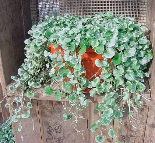 Dichondra