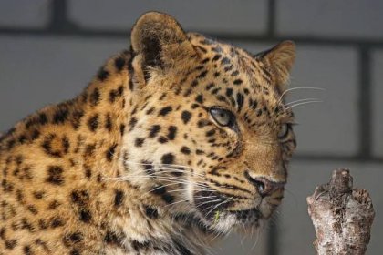 kočka, Leopard, predátor, divoká zvěř, kožešina, kočičí, divoká zvěř