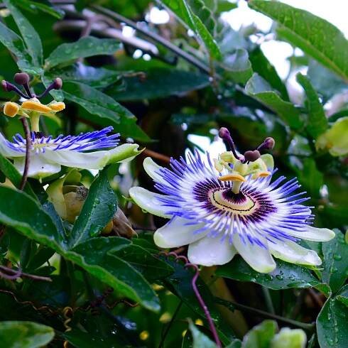 Passiflora caerulea – mučenka – maracuja – prodej semen