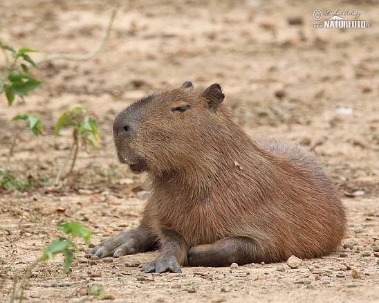 Kapybara | Naturfoto.cz