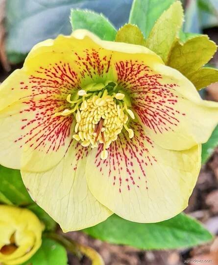 Čemeřice (Helleborus)