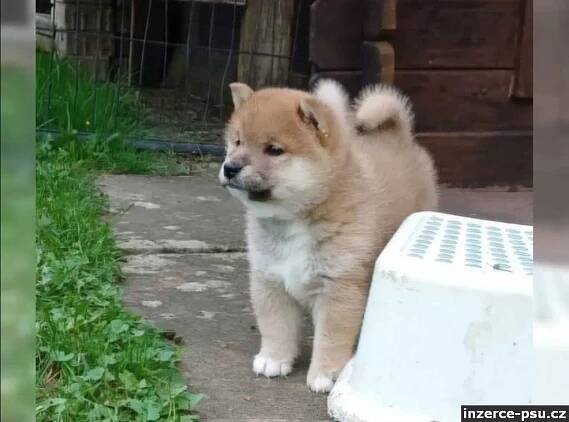 Prodám shiba inu s PP