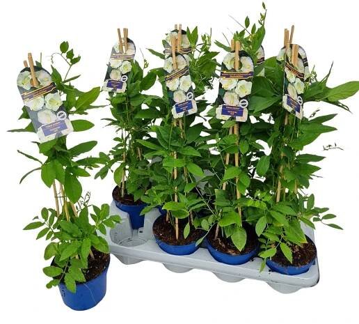 Landgard Vilec šplhavý (Cobea scandens) výška 30-40 cm, pr. 13 cm nakoupit u OBI