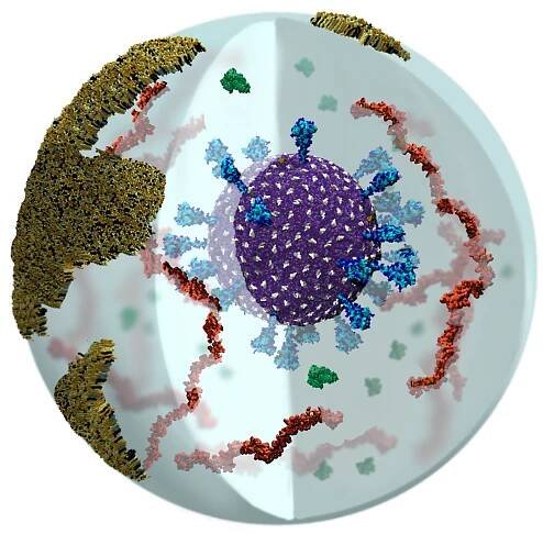 Visualization of an aerosolized SARS-CoV-2 particle with various components inside and outside the particle.