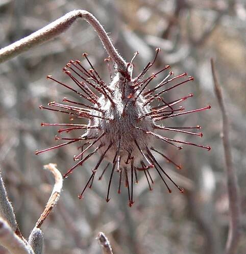Krameria bicolor - Wikipedia