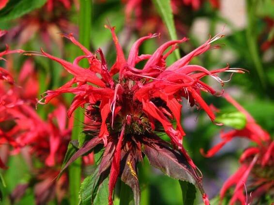 Monarda 'Squaw' – Garlo.cz, vyhledávač rostlin