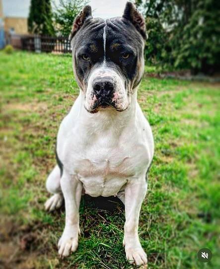 BLUE BLOODLINE´S NIKITA 802430 – Euro Bully Showdown