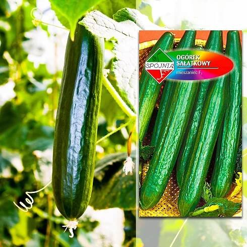 OKURKA SALÁTOVÁ DUKAT F1 DO SKLENÍKU PLANTICO SEMENA HYBRIDNÍ ODRŮDA 1 G Stav balení originální