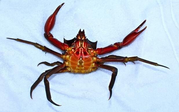 Kelp Crab aka Northern Kelp Crab - Pier Fishing in California