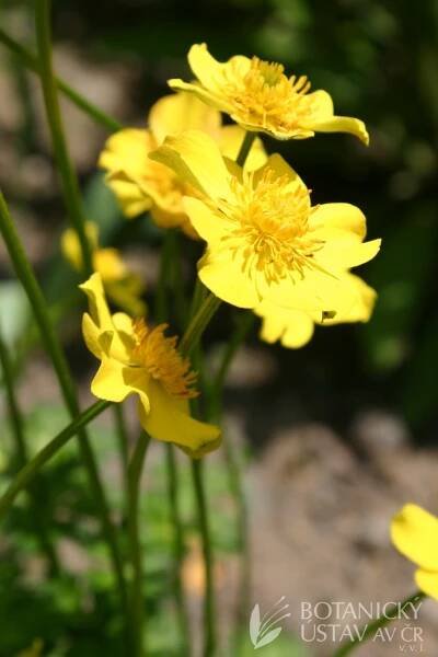 Trollius pumilus - úpolín nízký | Lukáš Hrdinka | Autoři | iBotky.cz