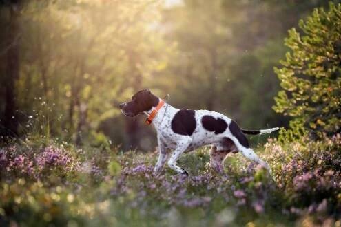 Pointer