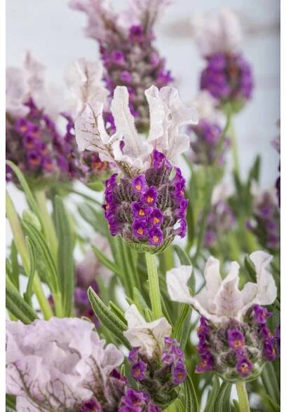 GROW by OBI Levandule smilovitá (Lavandula stoechas) výška 30-50 cm