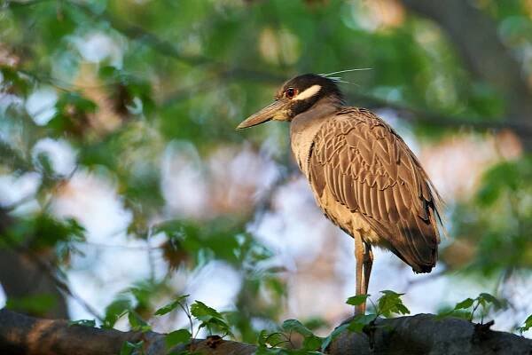 Yellow-crowned Night-Heron (Nyctanassa violacea) [ślepowron żółtoczelny] {квак чорногорлий}