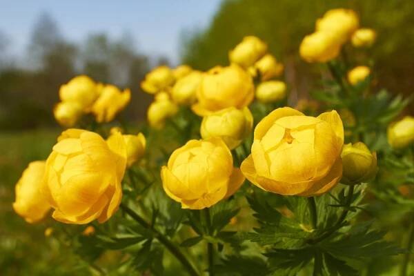 Globe flowers: the ornamental plants in detail - Plantura