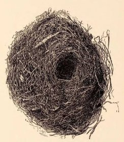 Soubor:Nest of Rock-Wren (Xenicus gilviventris).jpg