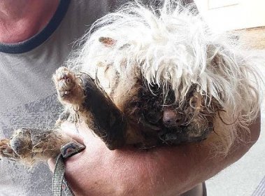 Maltézský pes byl v zuboženém stavu, veterinář ho musel nechat utratit.