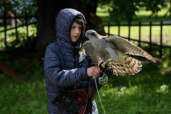 Dravý sokol, nebo třeba drobná sýkorka. Češi si zvolí národního ptáka