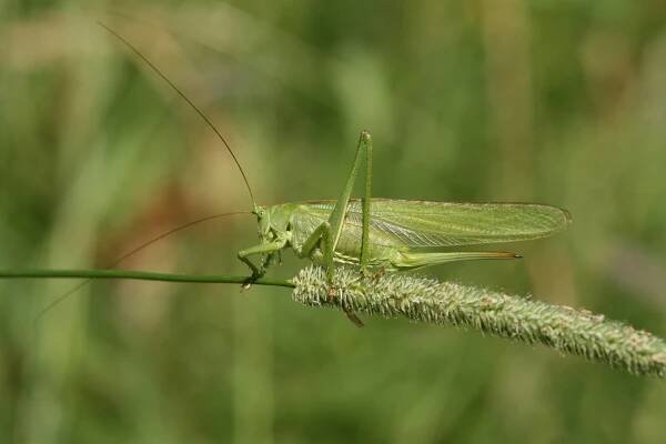 Žádné saranče. Do bytu lezou v létě neškodné kobylky, říká entomolog
