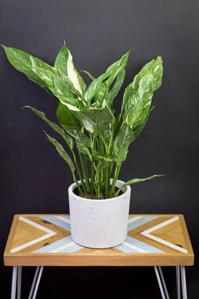 Spathiphyllum ‘Diamond‘ (veľké)