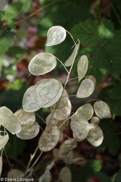 fotografie Lunaria annua (měsíčnice roční)