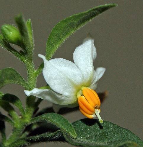 Wikimedia Common Solanum