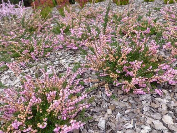 Vřes obecný - Calluna vulgaris J.H. Hamilton