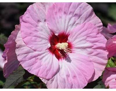 Ibišek bahenní SUMMERIFIC Spinderella- Hibiscus (kontejner C4)