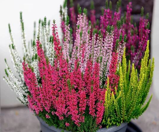 A pot of colorful winter heather