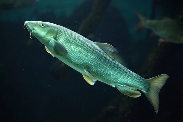Parma obecná (Barbus barbus) – Vladimir Wrangel / Shutterstock