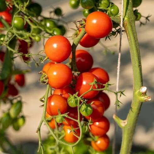Rajče Obří hrozny - Solanum lycopersicum - semena - 7 ks